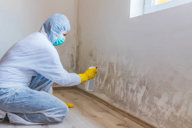Licensed Black Mold Remediation service in Clifton, VA - 24 Hour Mold Removal
