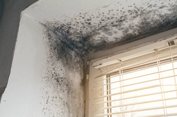 Affordable Black Mold Remediation solutions in Clifton, VA