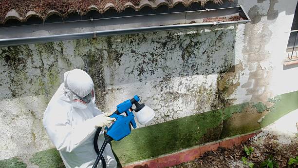 Top rated local Black Mold Remediation specialists in Clifton, VA